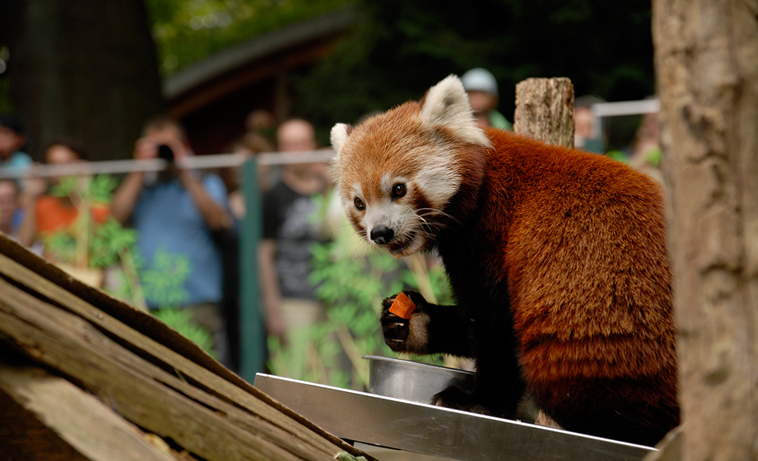 Tierpark Görlitz zweitbester Zoo in Deutschland